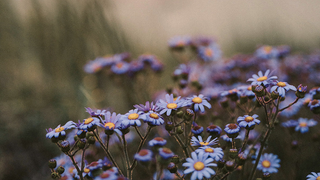 ASTER